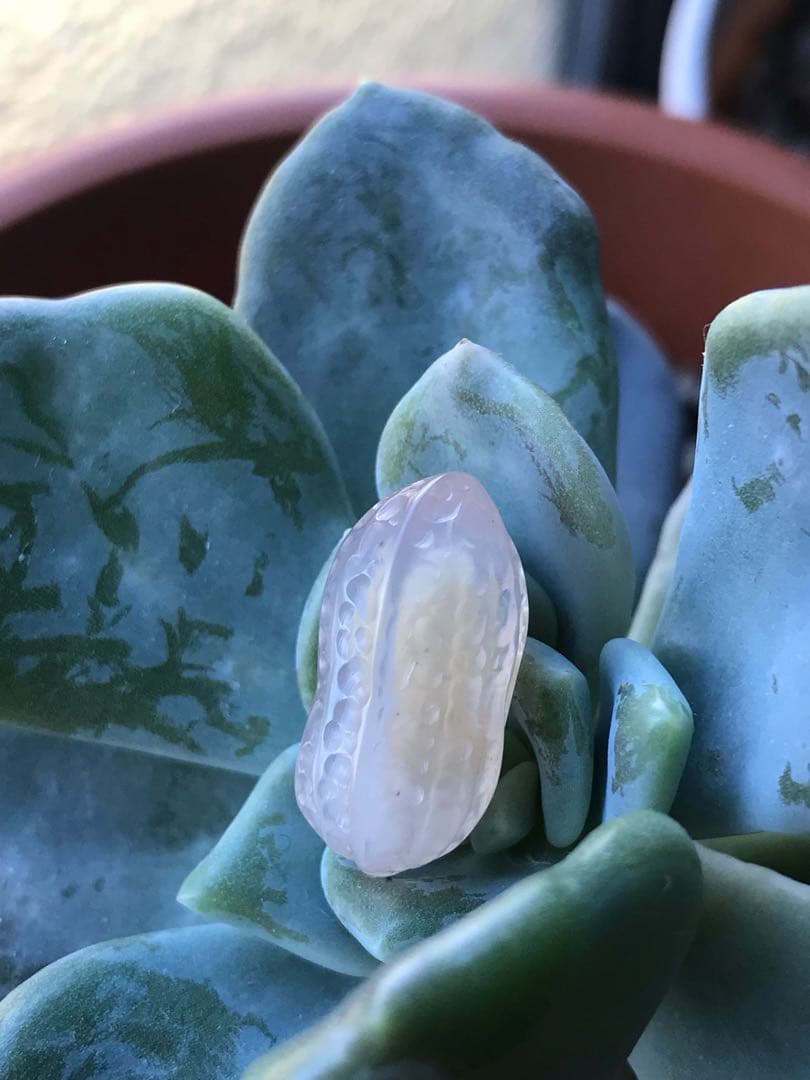 ゴビ石−1451 ゴビ瑪瑙　彫刻　『ピーナッツ、ラッカセイ』