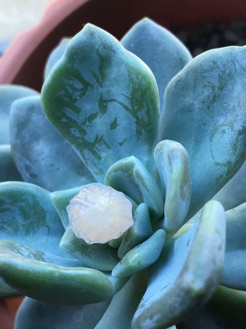 ゴビ石−1451 ゴビ瑪瑙　彫刻　『ピーナッツ、ラッカセイ』