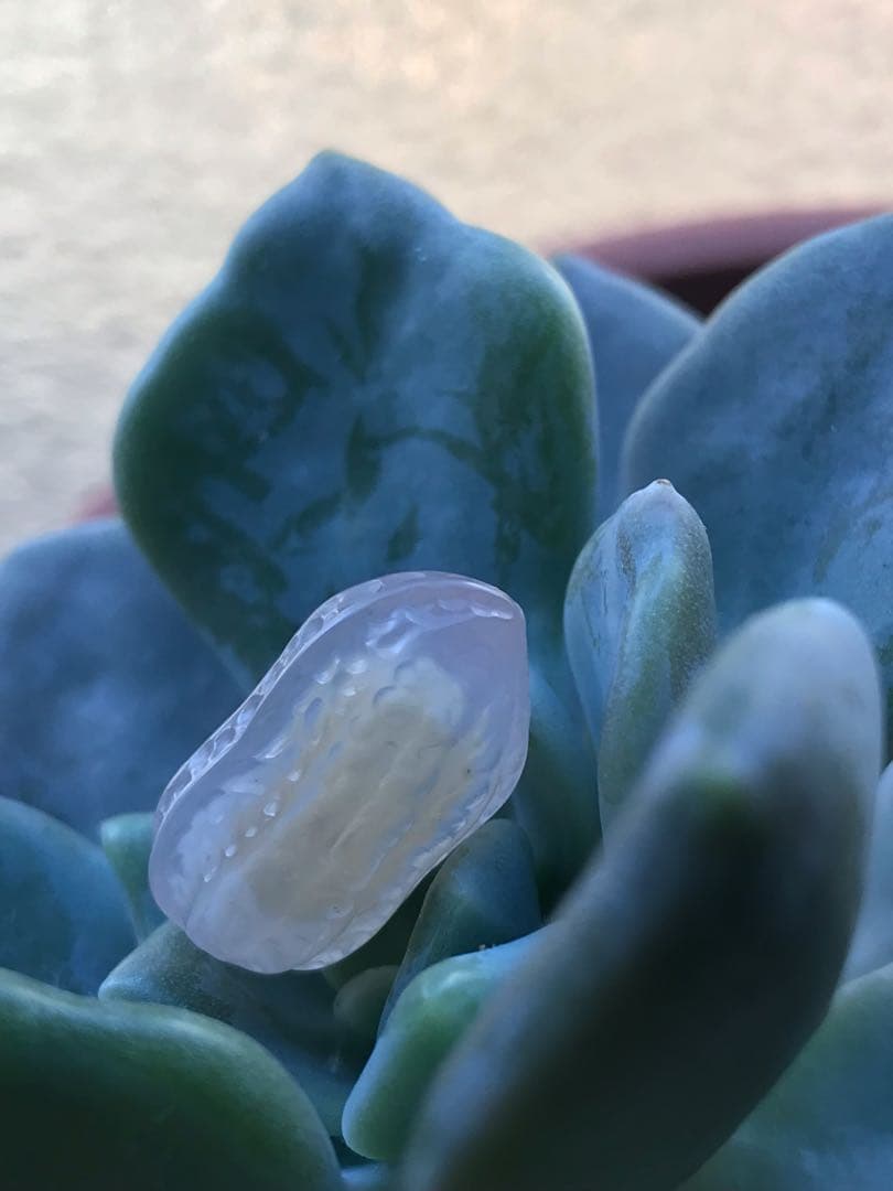 ゴビ石−1451 ゴビ瑪瑙　彫刻　『ピーナッツ、ラッカセイ』