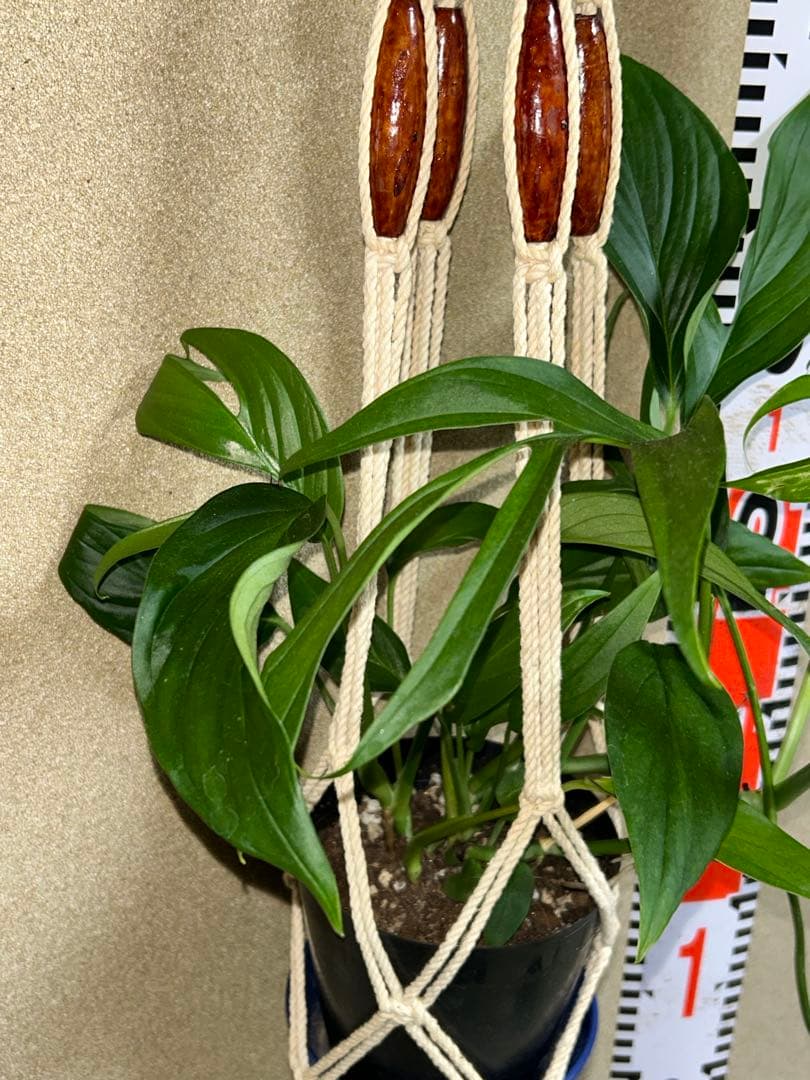 モンステラ　サブピンナータ　中古吊り紐、S字フック付き
