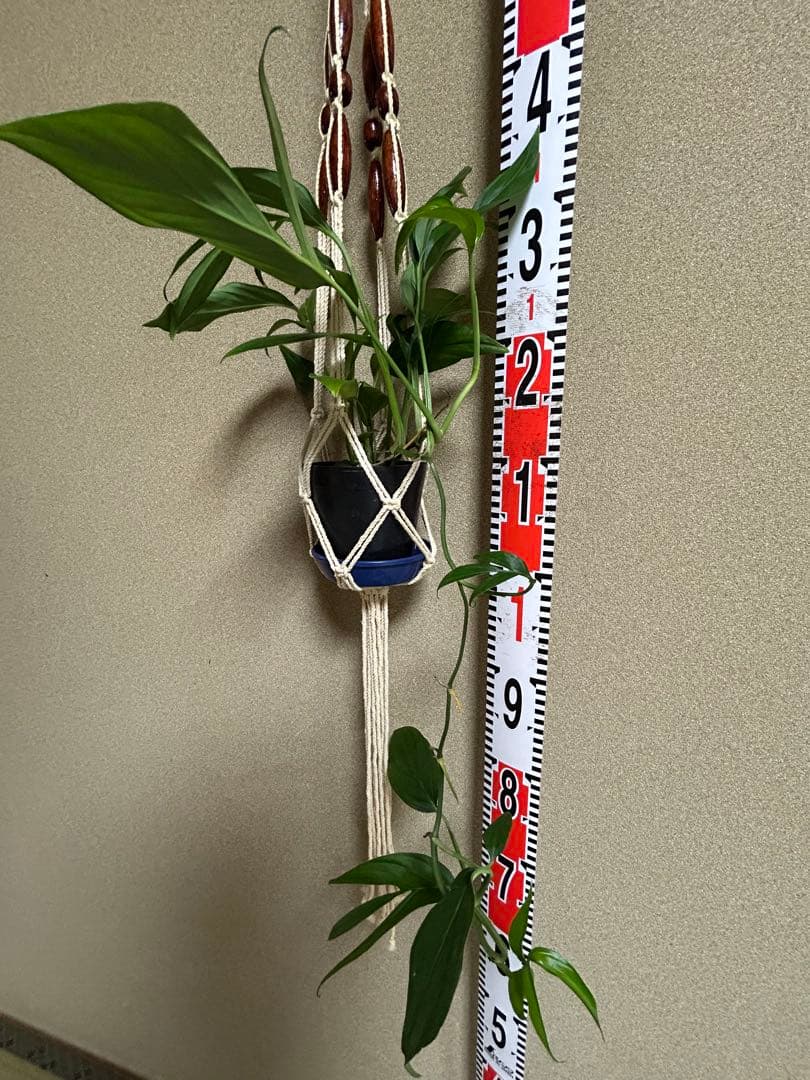 モンステラ　サブピンナータ　中古吊り紐、S字フック付き