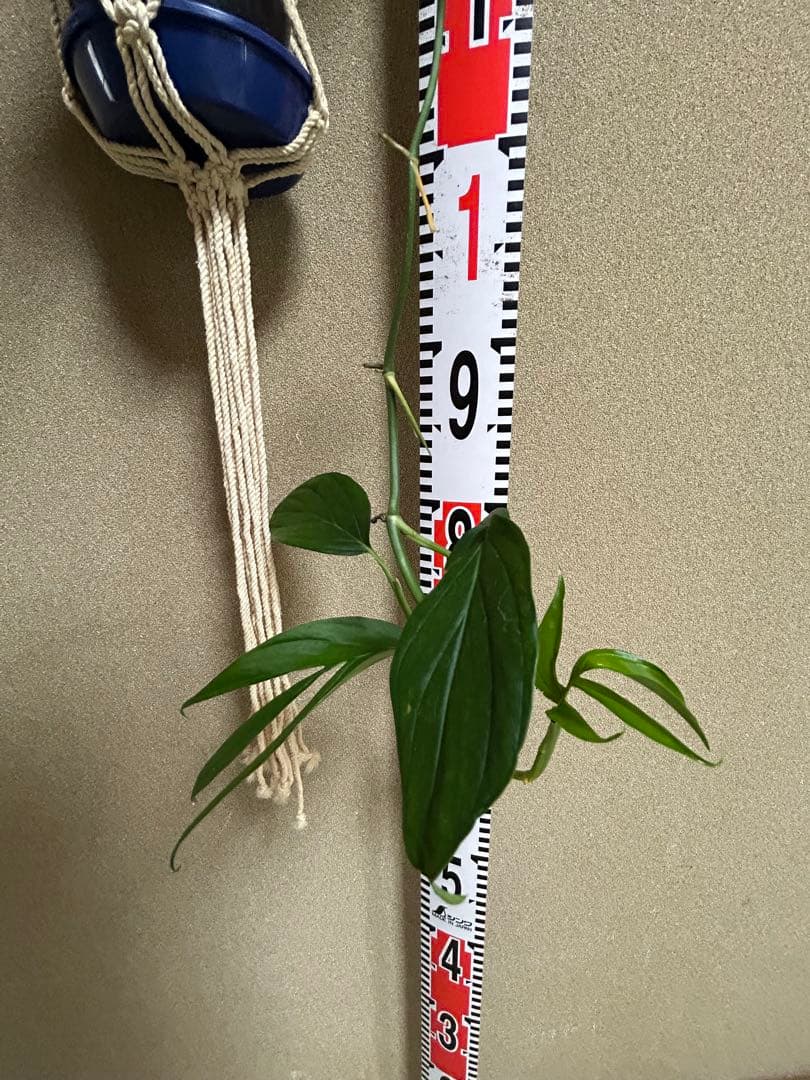 モンステラ　サブピンナータ　中古吊り紐、S字フック付き