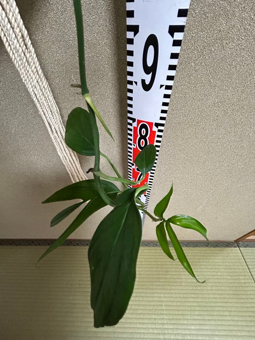 モンステラ　サブピンナータ　中古吊り紐、S字フック付き