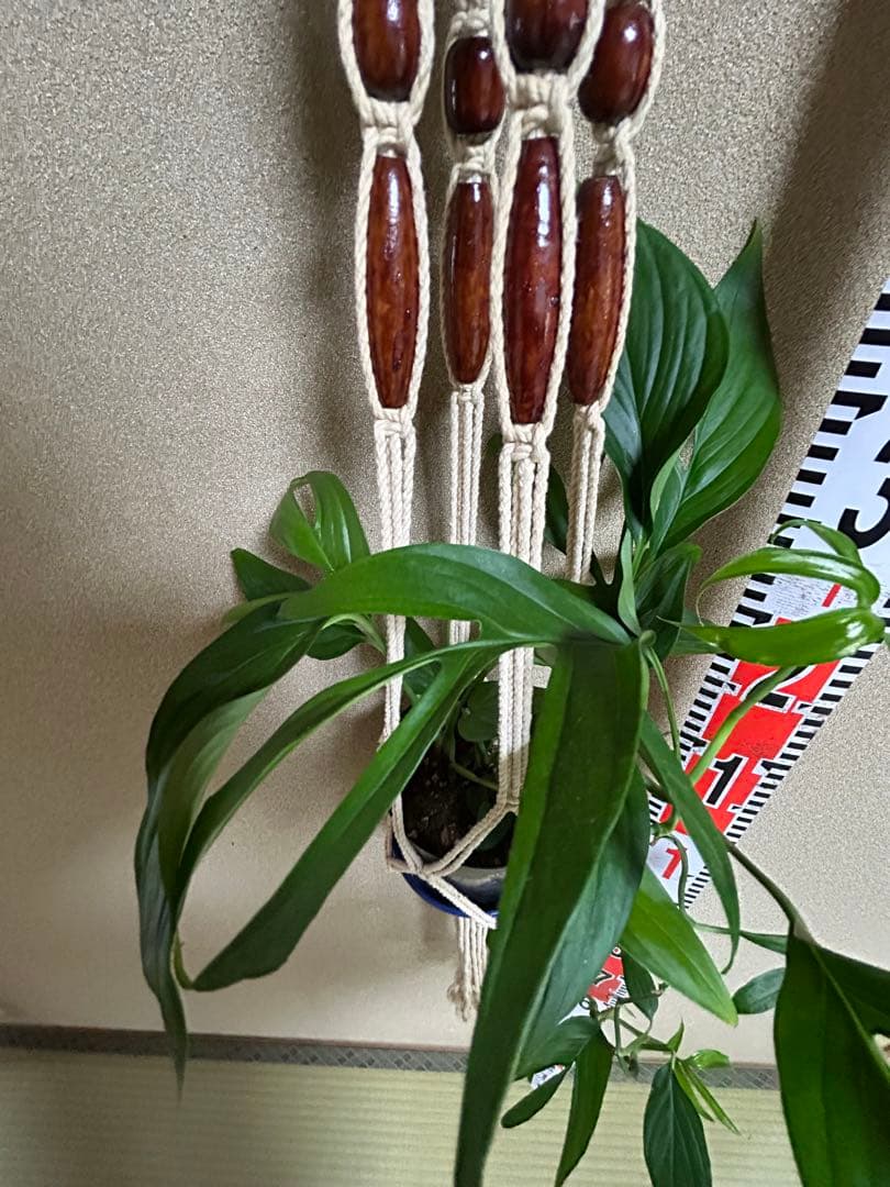 モンステラ　サブピンナータ　中古吊り紐、S字フック付き