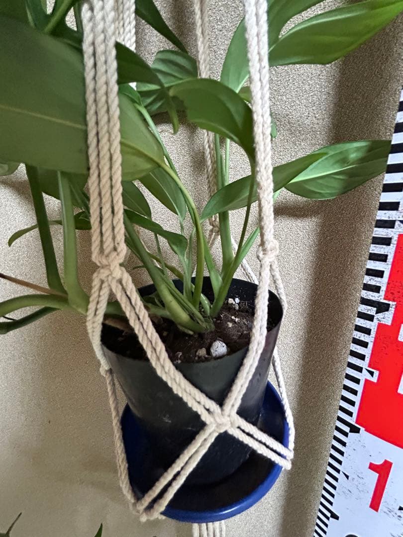 モンステラ　サブピンナータ　中古吊り紐、S字フック付き