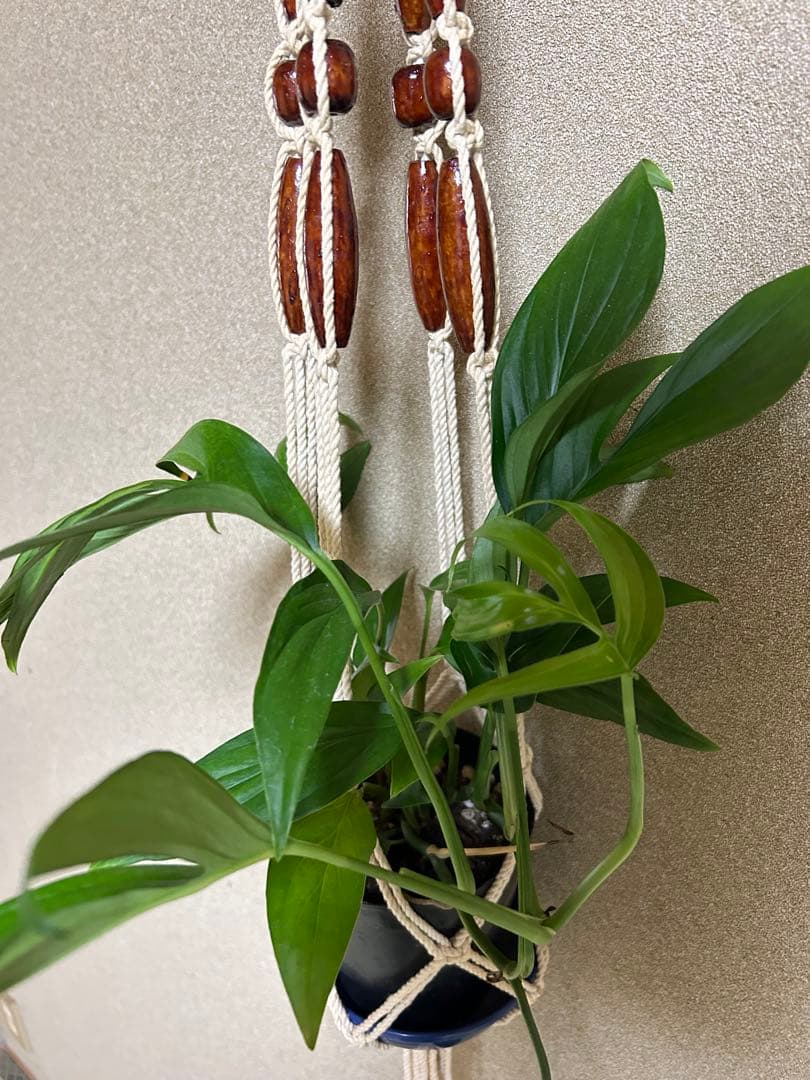 モンステラ　サブピンナータ　中古吊り紐、S字フック付き