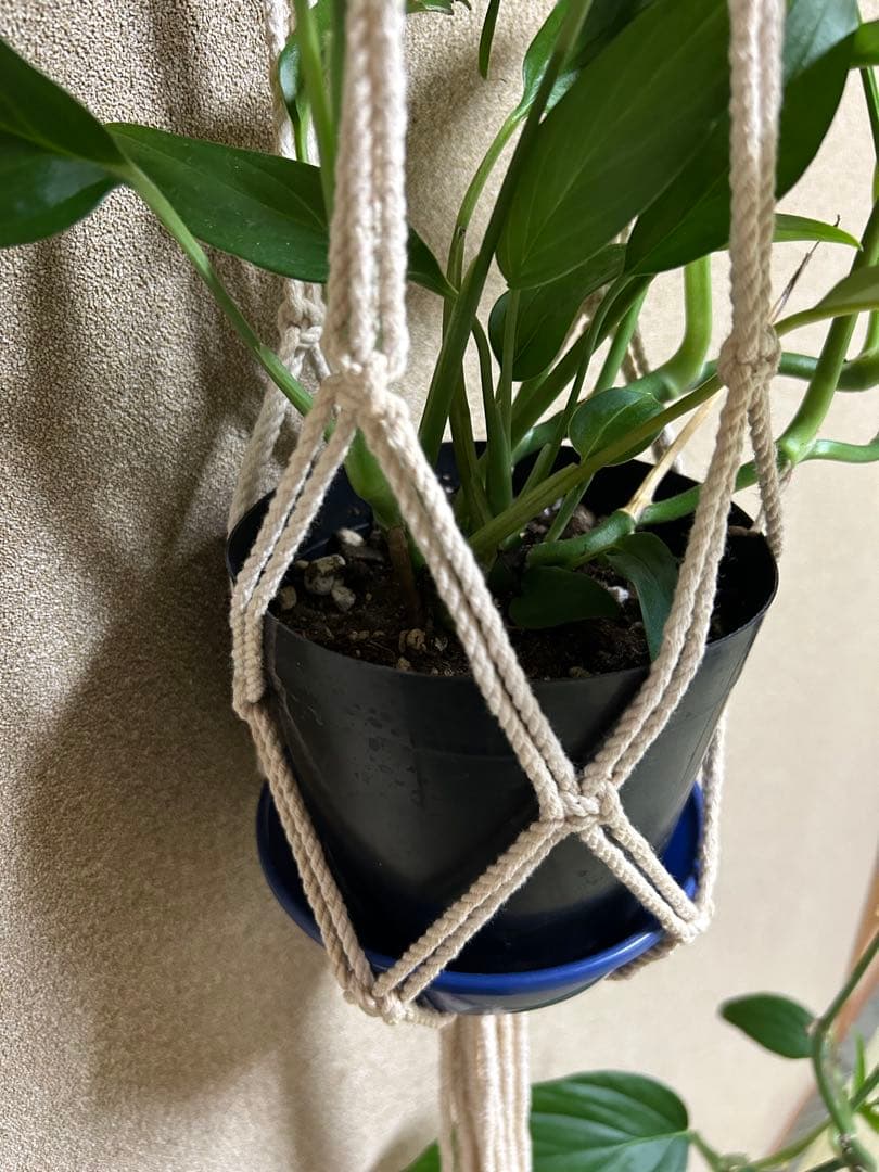モンステラ　サブピンナータ　中古吊り紐、S字フック付き