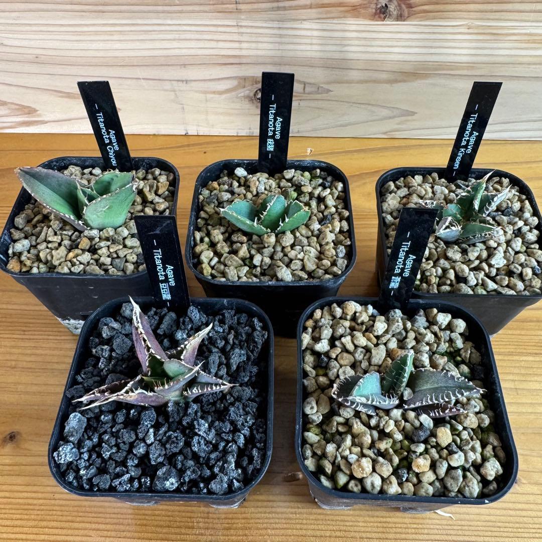 アガベ チタノタ 蒼龍 豆豆龍 金蟾 疣猪 蚩尤 発根済ブツブツ系子株5株セット