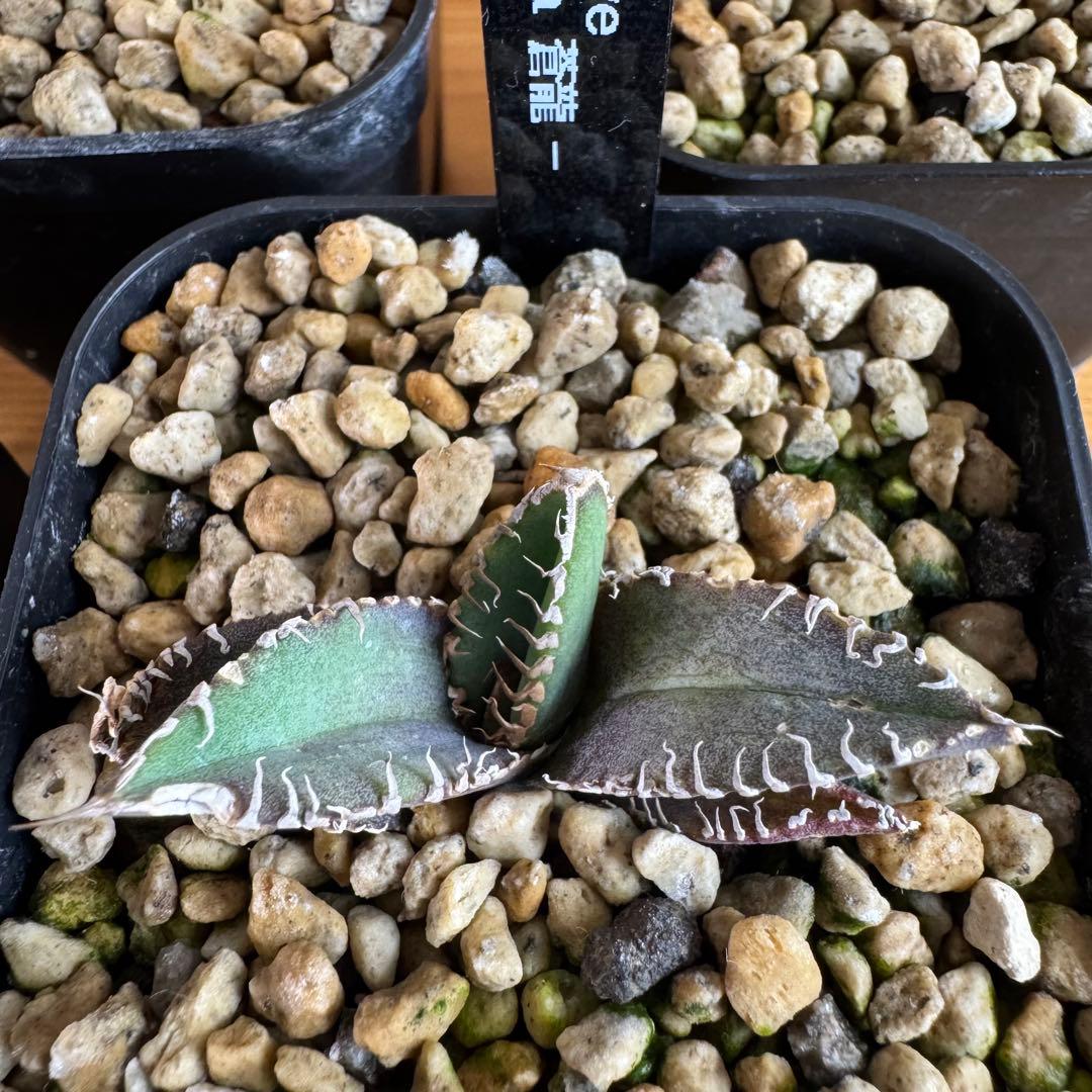 アガベ チタノタ 蒼龍 豆豆龍 金蟾 疣猪 蚩尤 発根済ブツブツ系子株5株セット