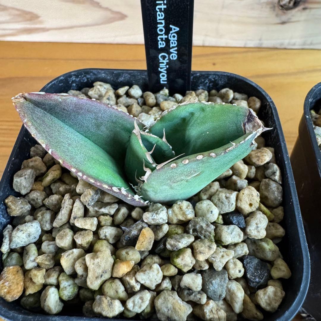 アガベ チタノタ 蒼龍 豆豆龍 金蟾 疣猪 蚩尤 発根済ブツブツ系子株5株セット