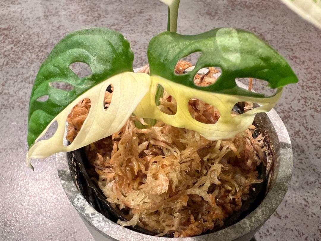 斑入りマドカズラハーフムーン