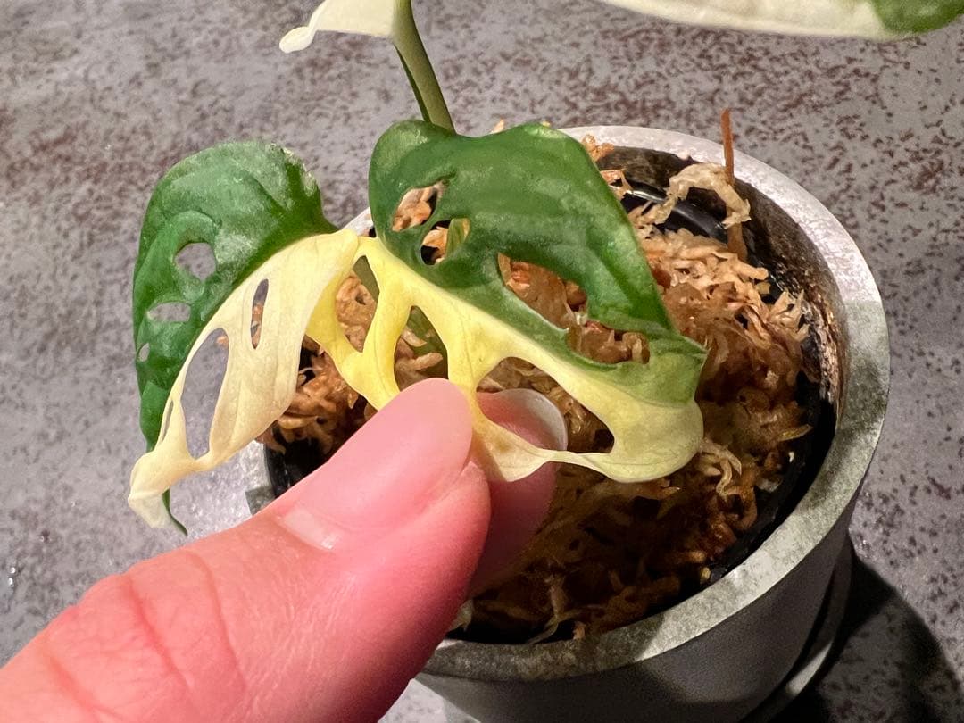 斑入りマドカズラハーフムーン