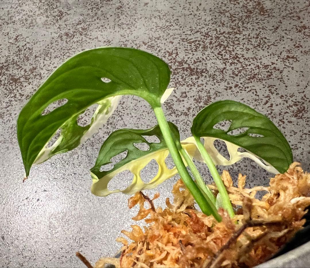 斑入りマドカズラハーフムーン