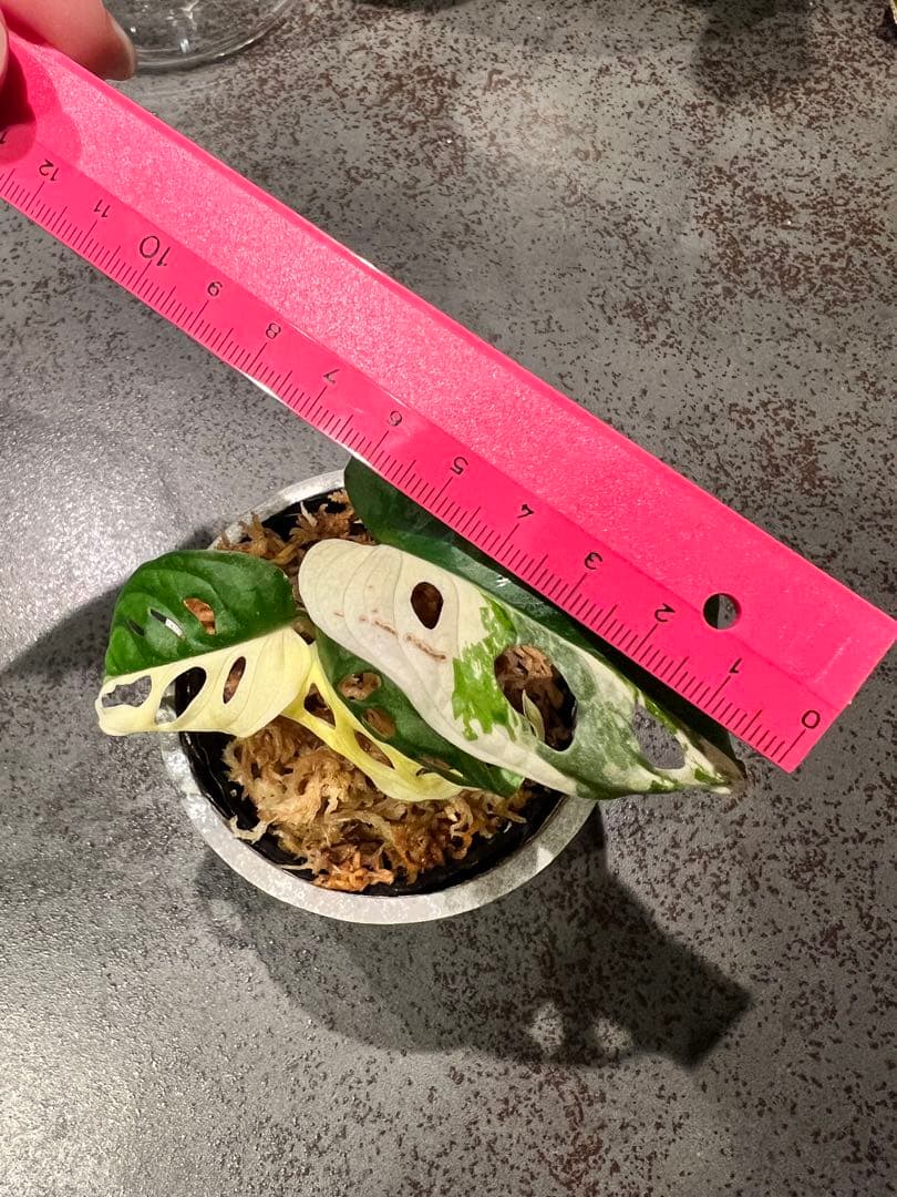 斑入りマドカズラハーフムーン