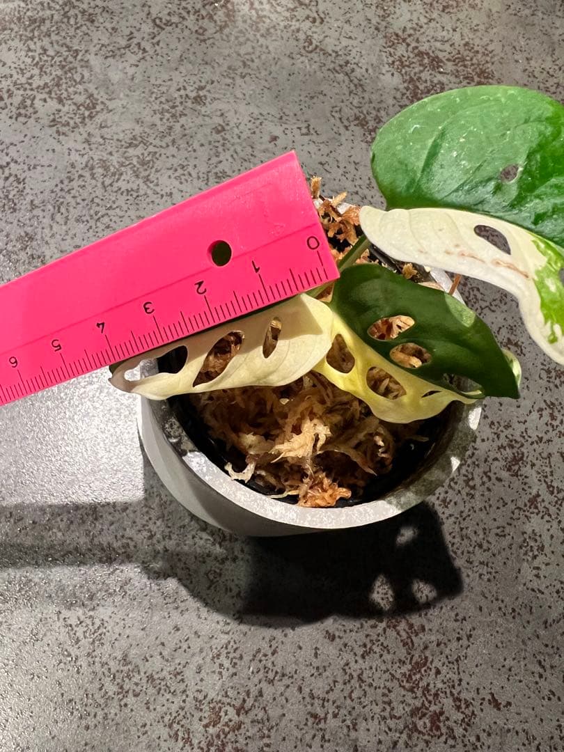 斑入りマドカズラハーフムーン