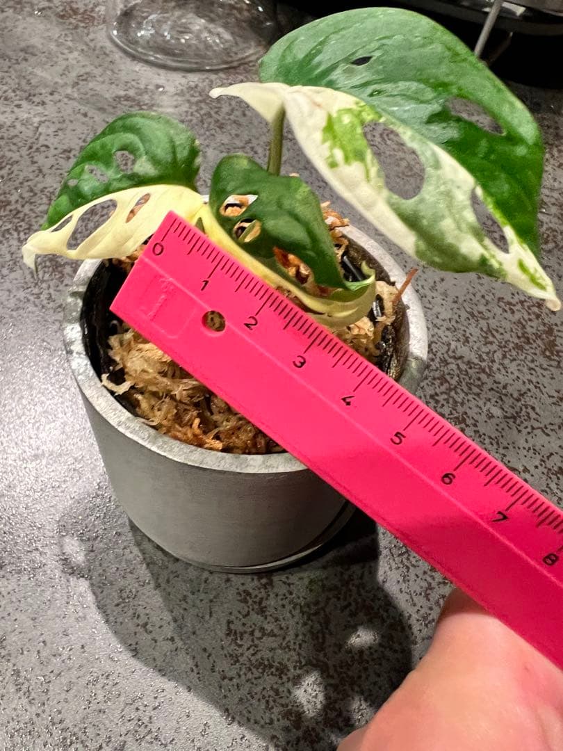 斑入りマドカズラハーフムーン