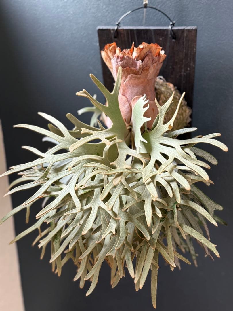 ビカクシダ　jade girl spore 胞子