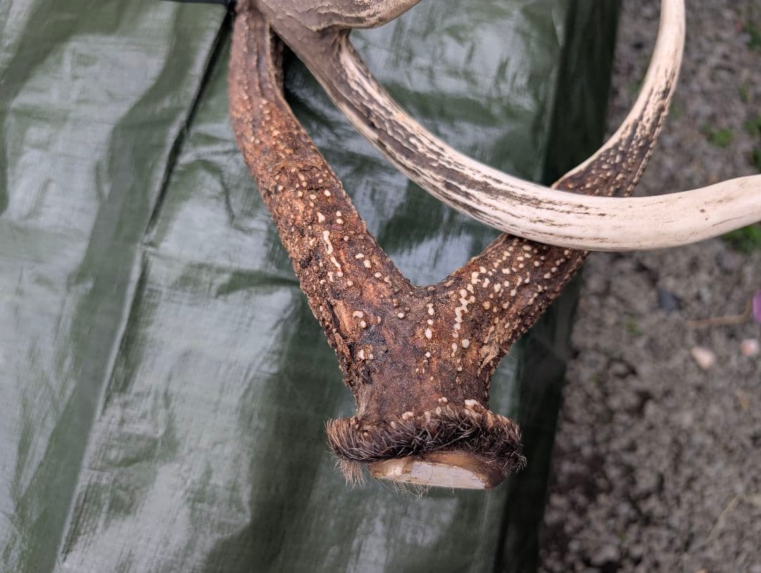 L☆B☆C　蝦夷鹿の大角１対