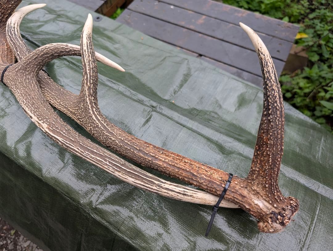 L☆B☆C　蝦夷鹿の大角１対