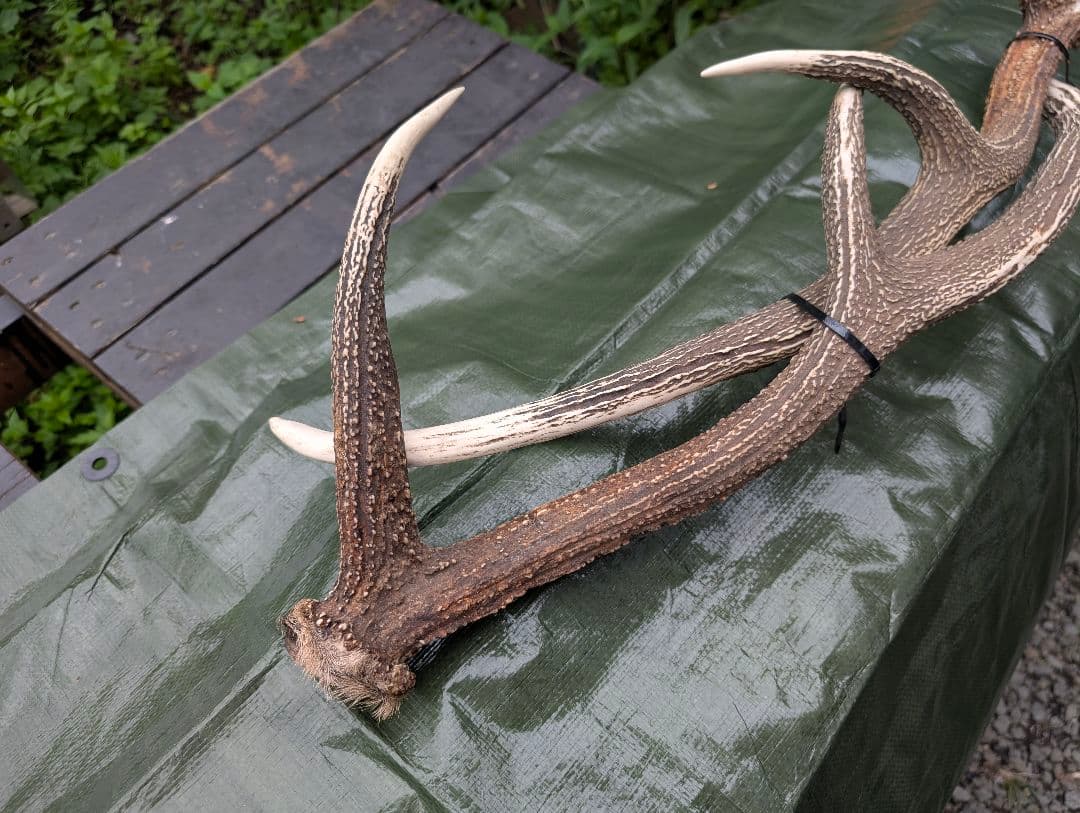 L☆B☆C　蝦夷鹿の大角１対