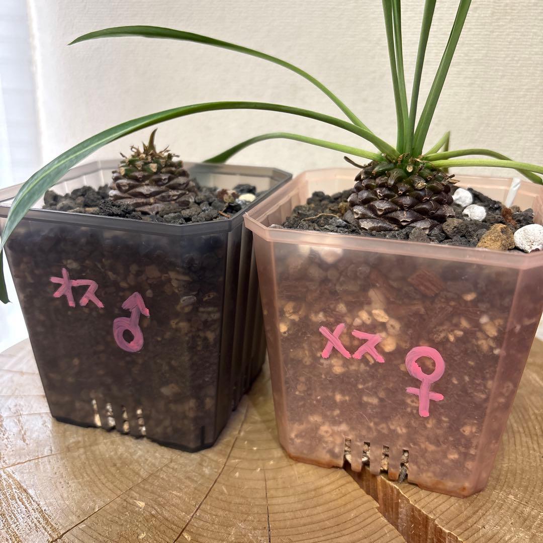 鉄甲丸　雄雌　オスxメスセット　①