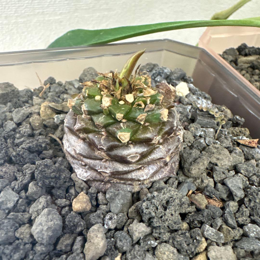 鉄甲丸　雄雌　オスxメスセット　①