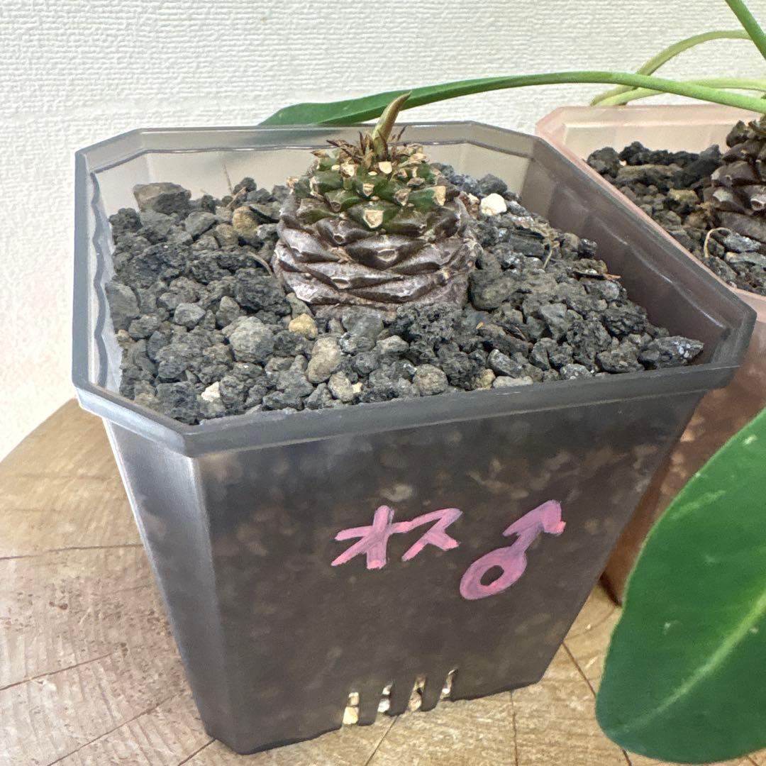鉄甲丸　雄雌　オスxメスセット　①