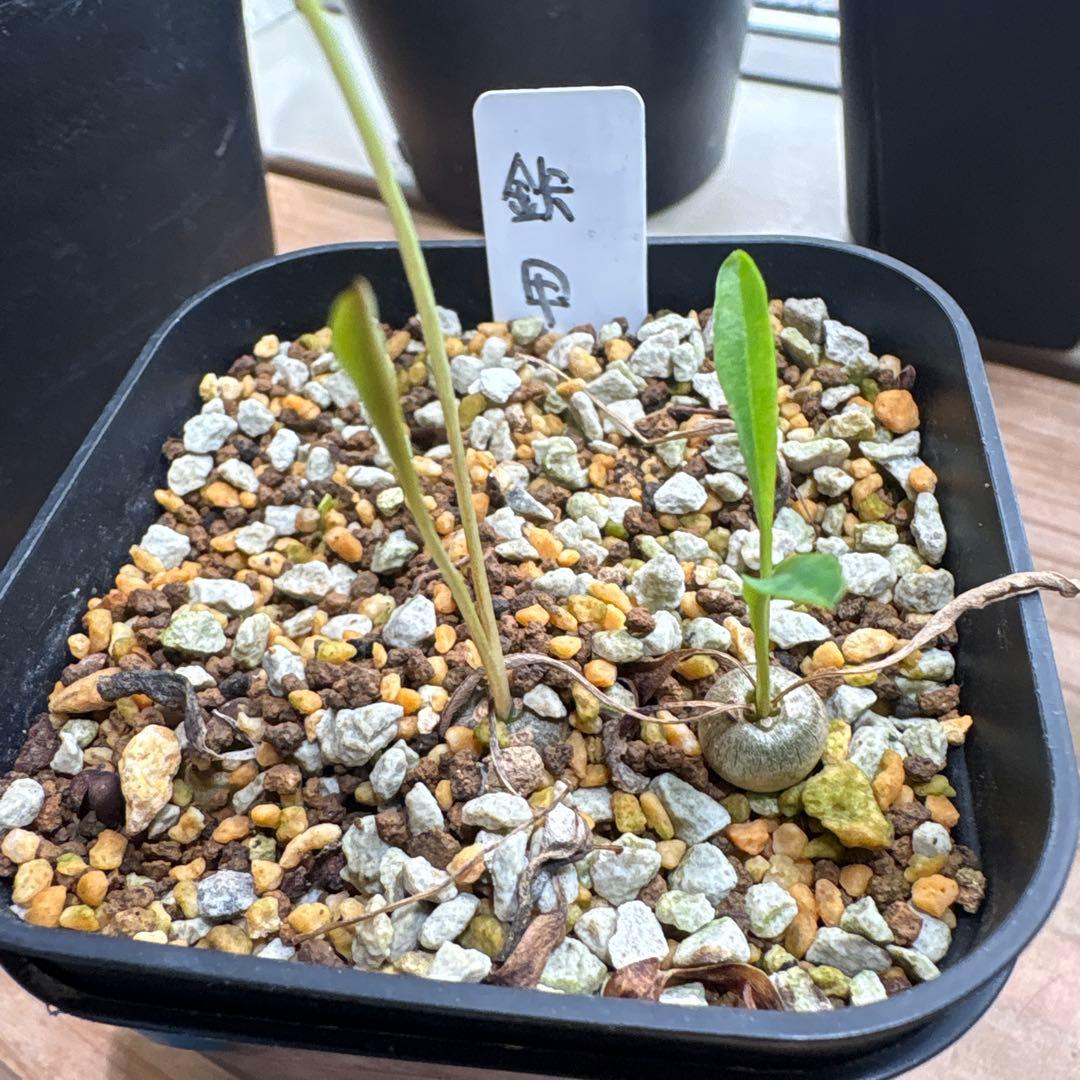 鉄甲丸　雄雌　オスxメスセット　①