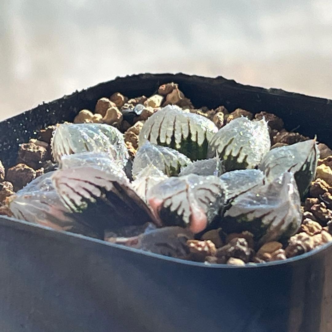 ハオルチア ジェリーフィッシュ錦②