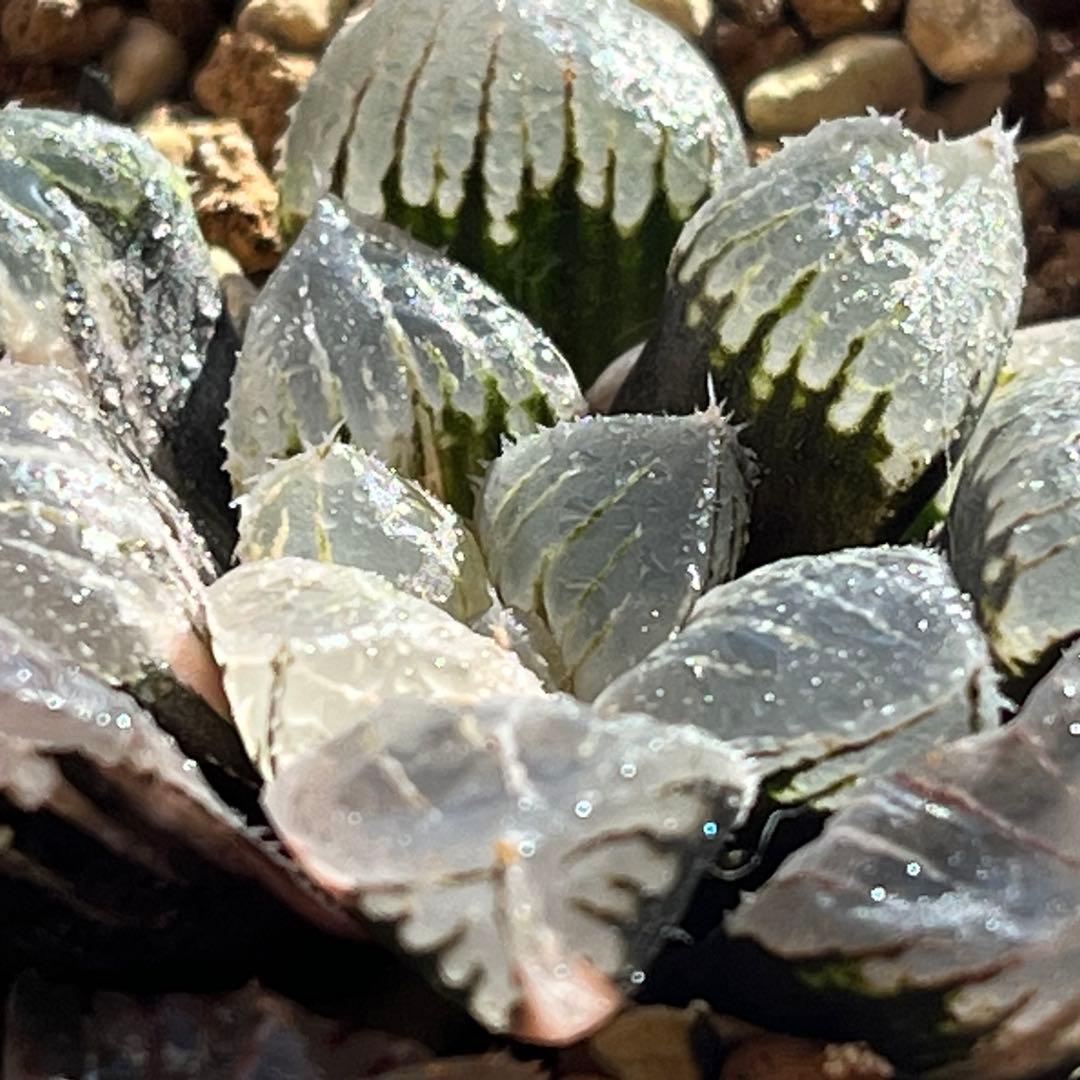 ハオルチア ジェリーフィッシュ錦②