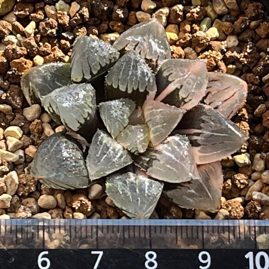 ハオルチア ジェリーフィッシュ錦②