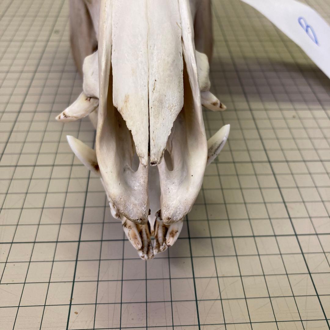 イノシシ　頭骨　スカル