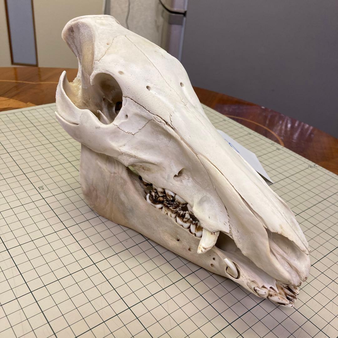 イノシシ　頭骨　スカル