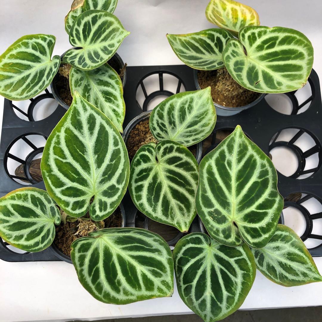 達*初様 MS119 5株セットアンスリウム ドラヤキ