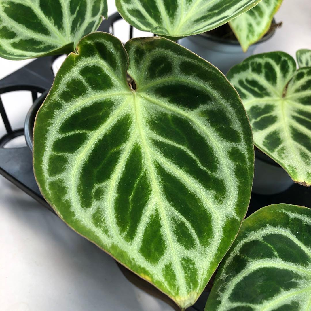 達*初様 MS119 5株セットアンスリウム ドラヤキ