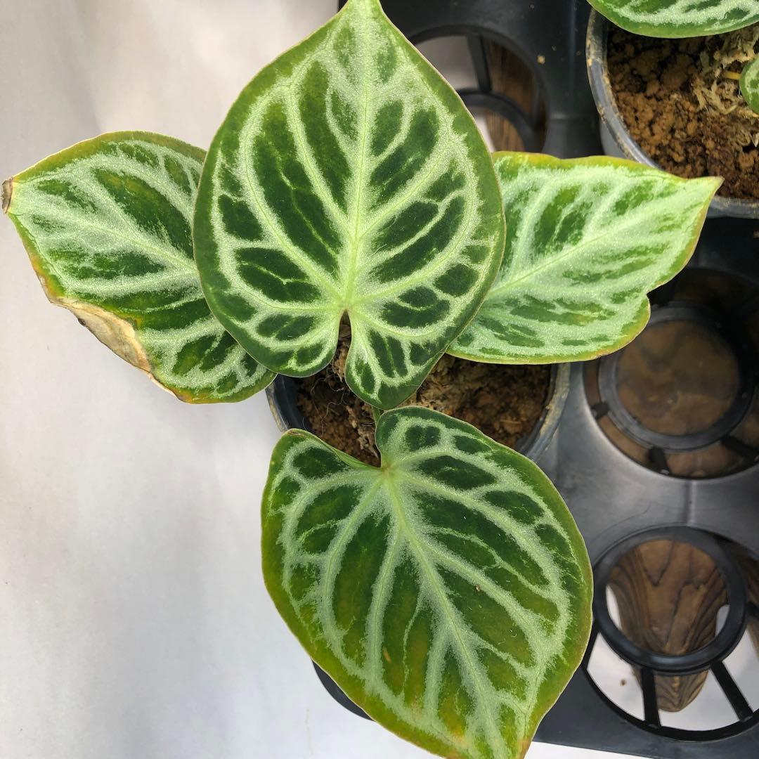 達*初様 MS119 5株セットアンスリウム ドラヤキ