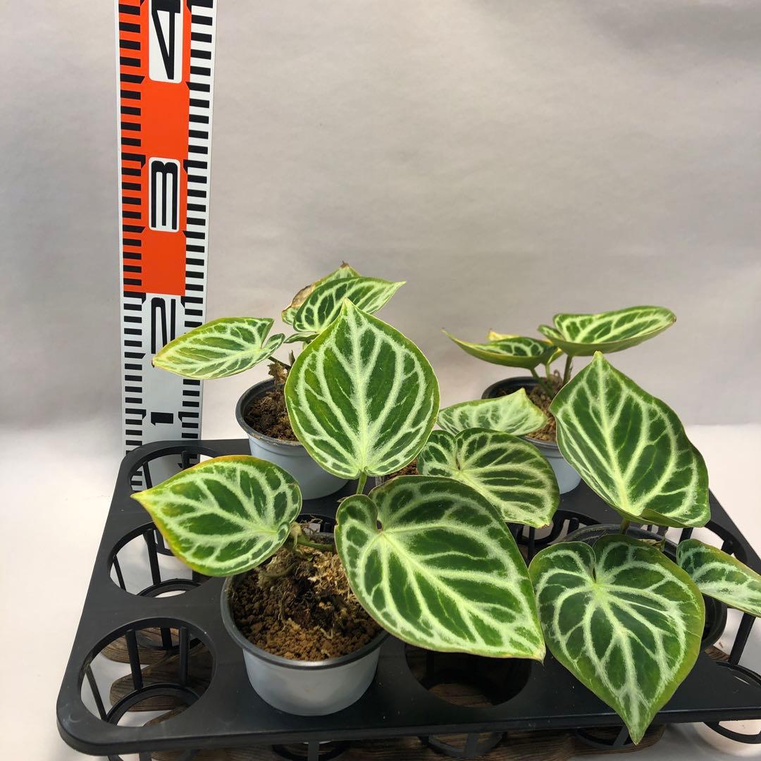 達*初様 MS119 5株セットアンスリウム ドラヤキ