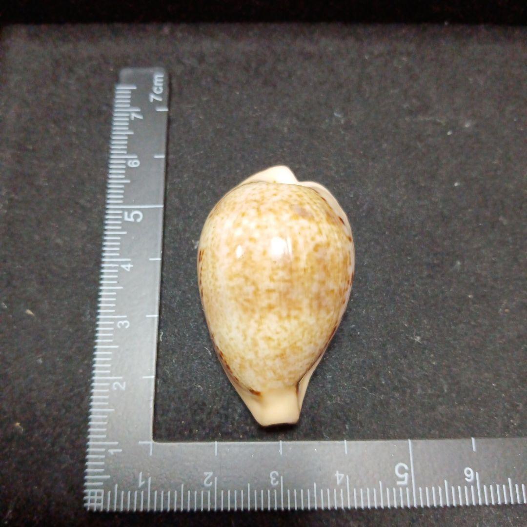 タカラガイセット