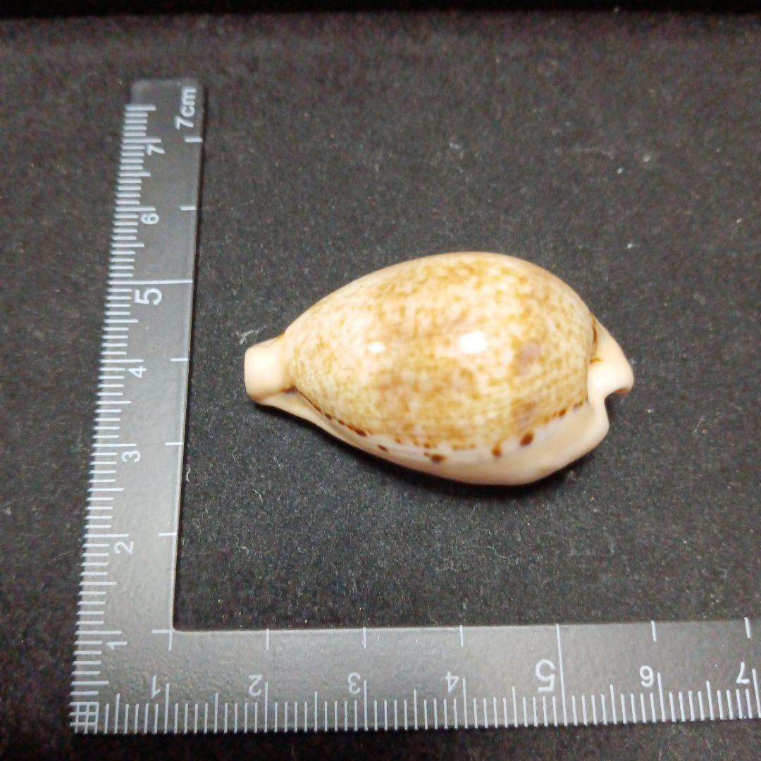 タカラガイセット