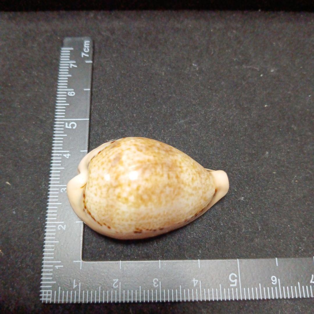 タカラガイセット