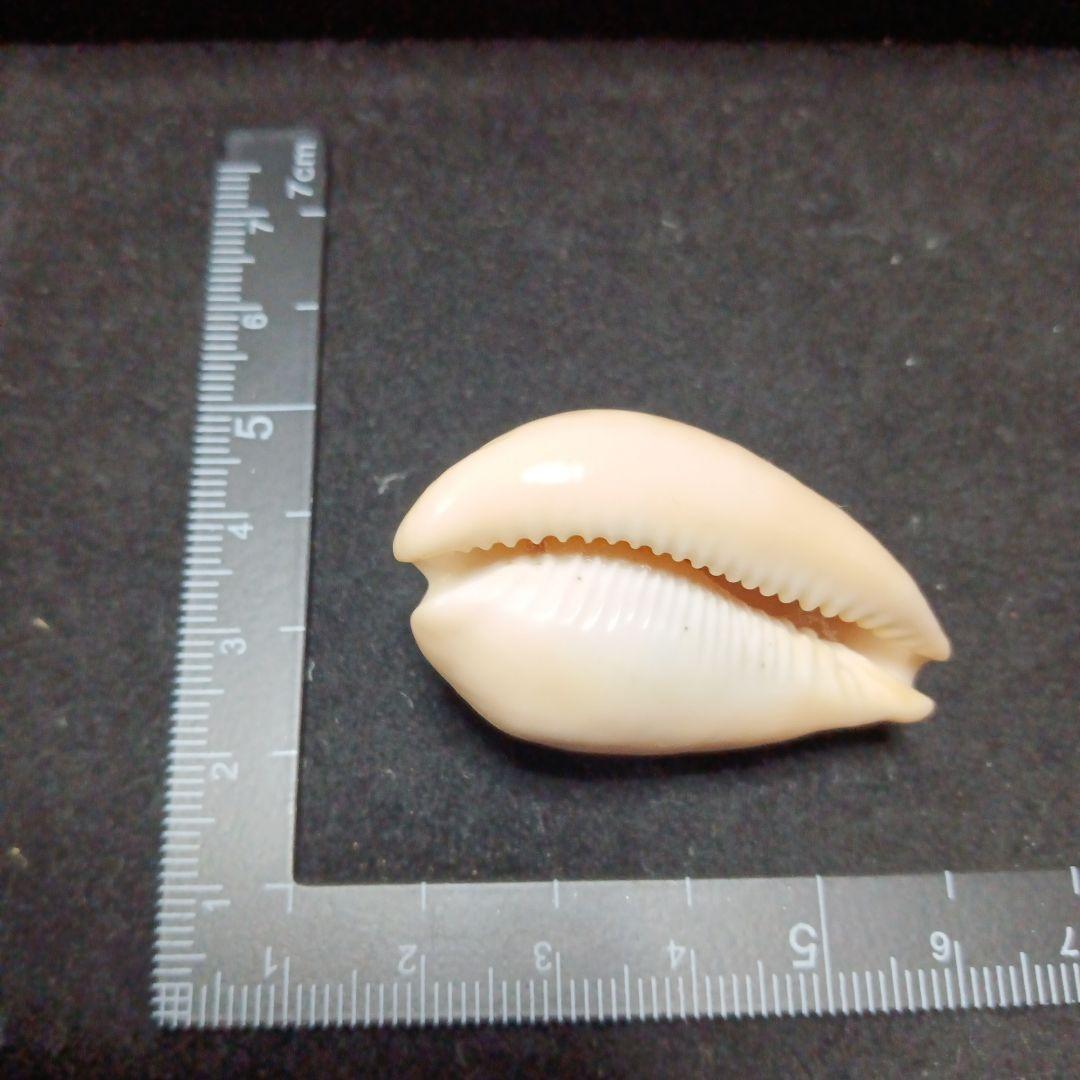 タカラガイセット