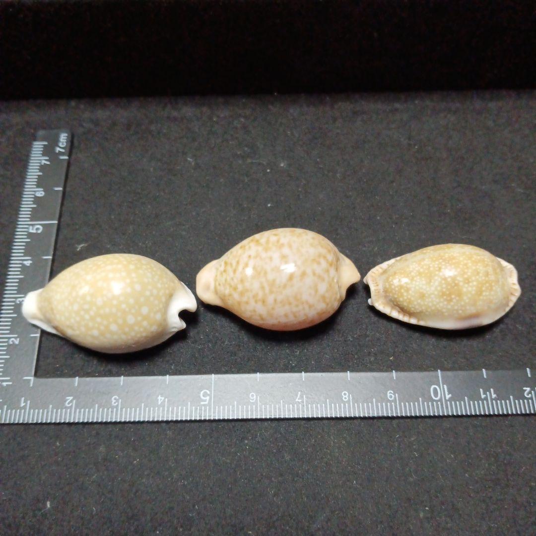 タカラガイセット