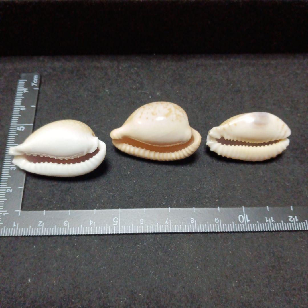 タカラガイセット