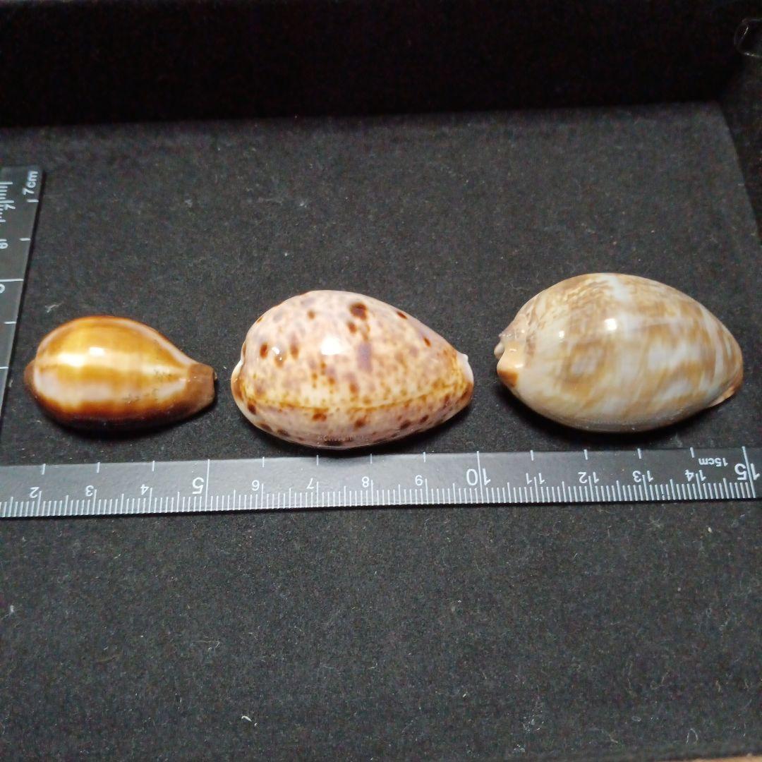 タカラガイセット