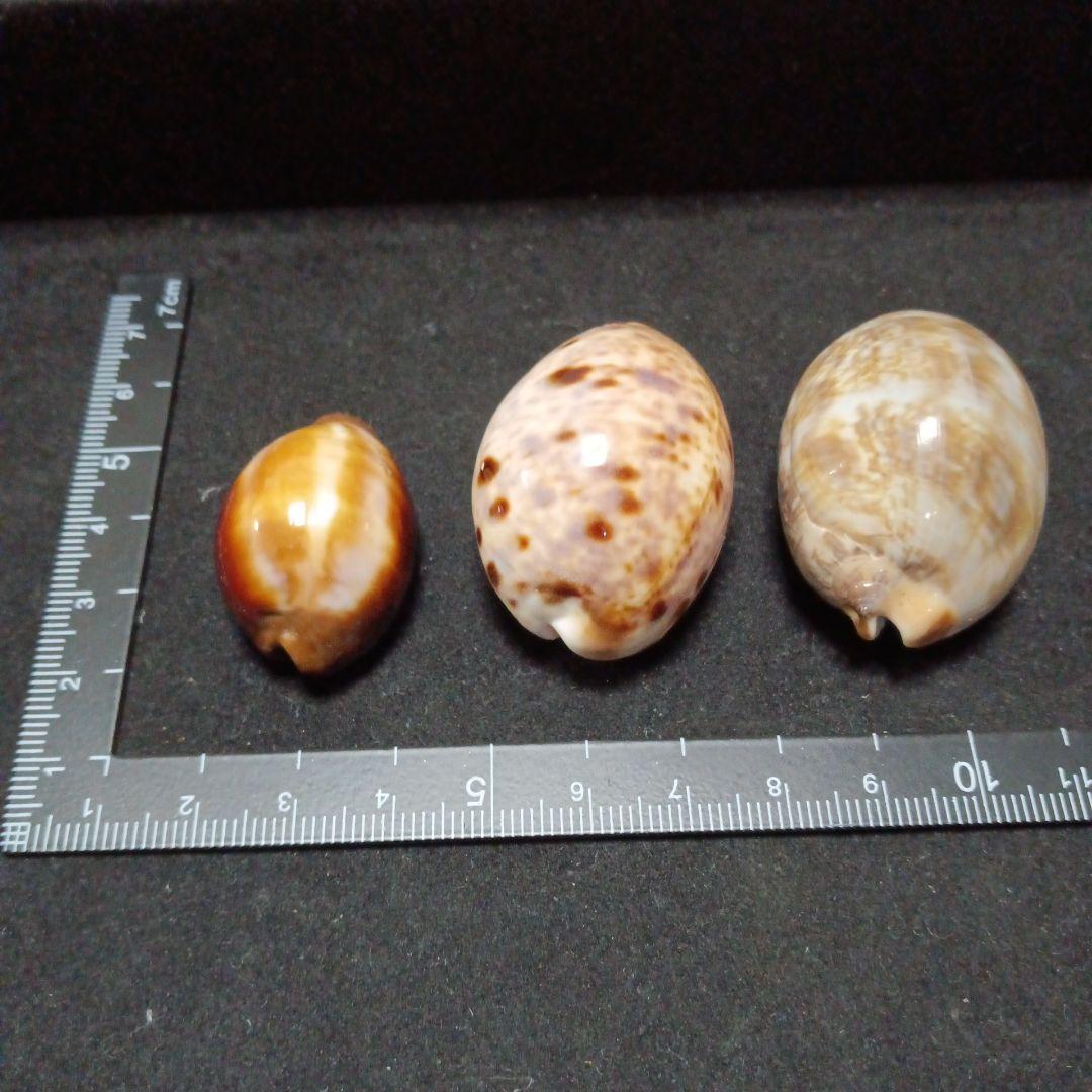 タカラガイセット