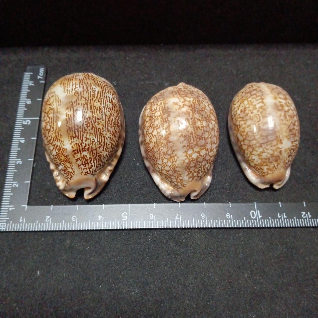 タカラガイセット