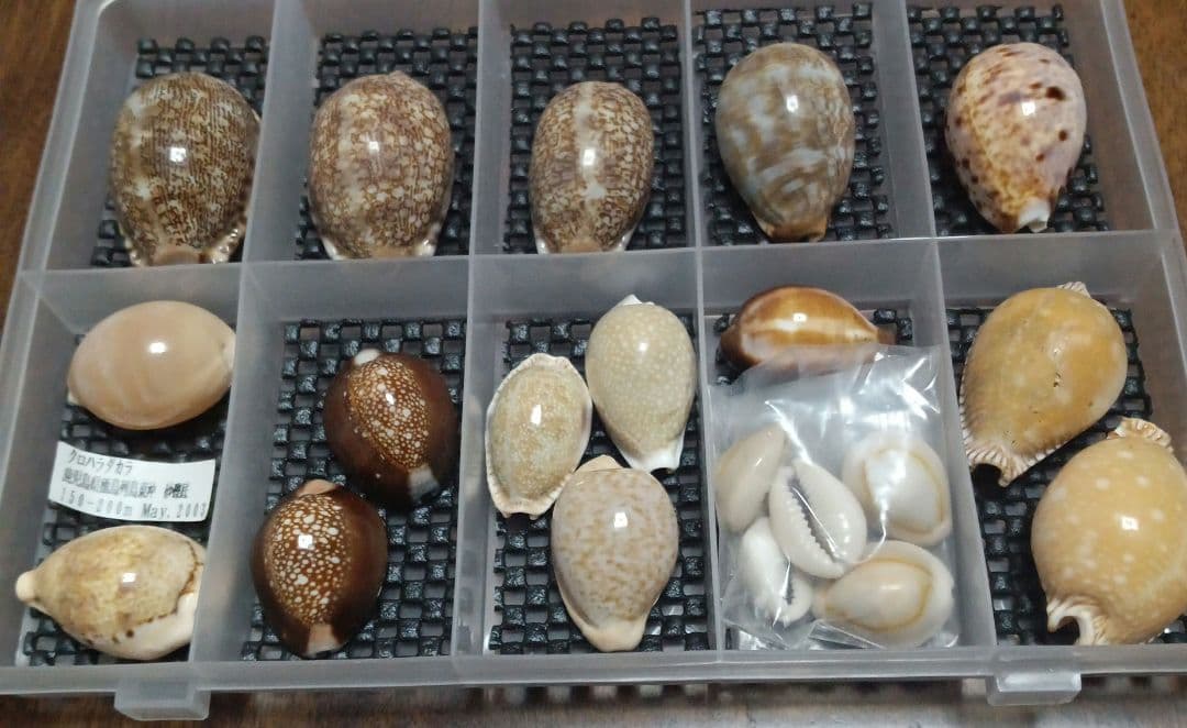 タカラガイセット