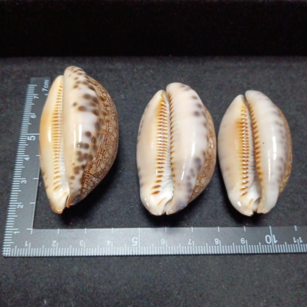 タカラガイセット