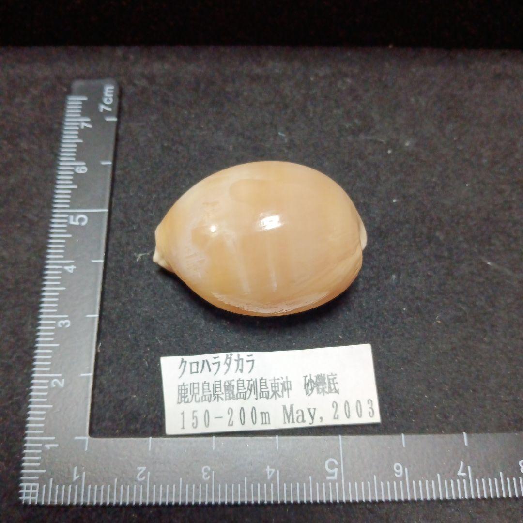 タカラガイセット