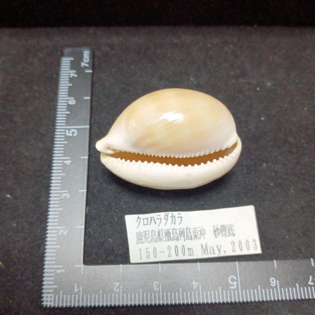 タカラガイセット